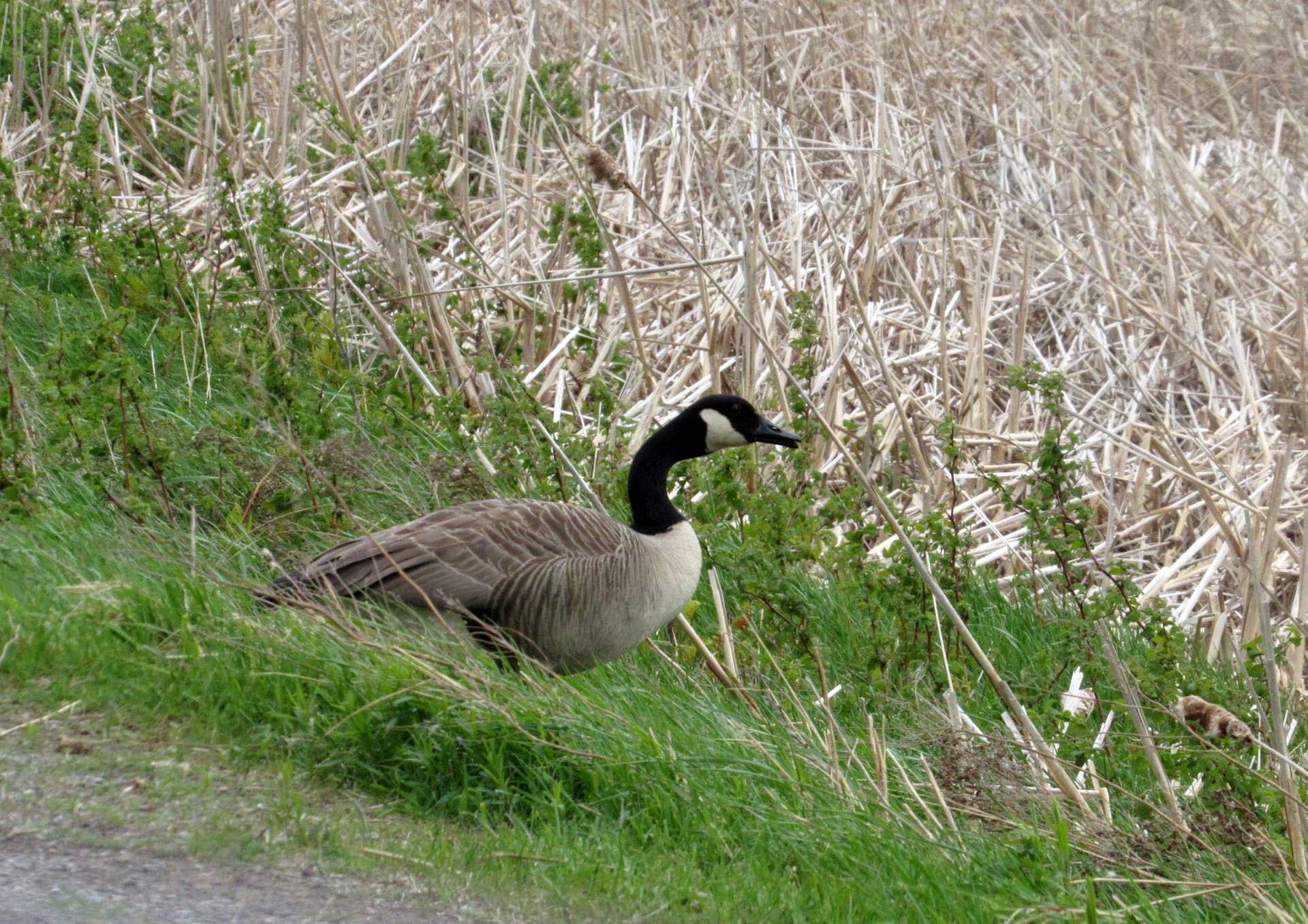 The Canada Goose Lives Here Mary's Cove, New Brunswick Flora and